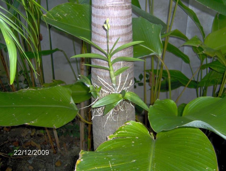 Orchidee Rummana Boutique Resort