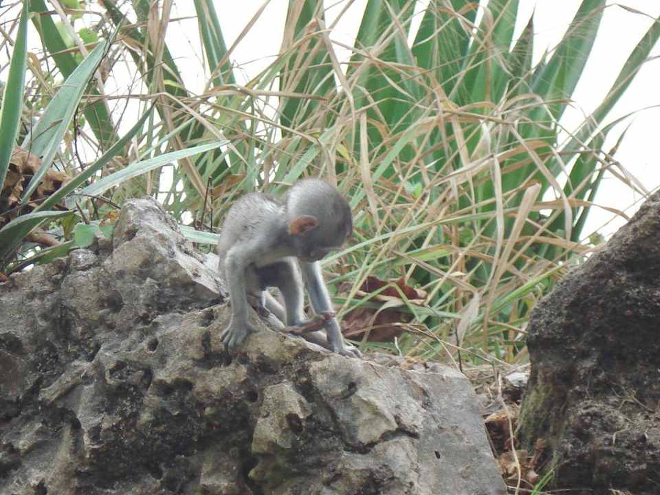 Ich forsche schon ganz alleine! Baobab Beach Resort & Spa