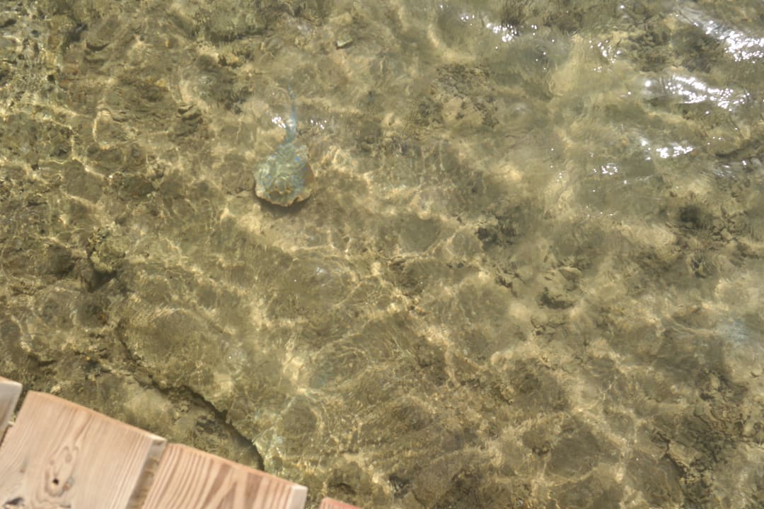 Blaupunktrochen Cleopatra Luxury Resort Makadi Bay