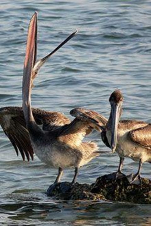 Pelikane Hotel Chesapeake Resort