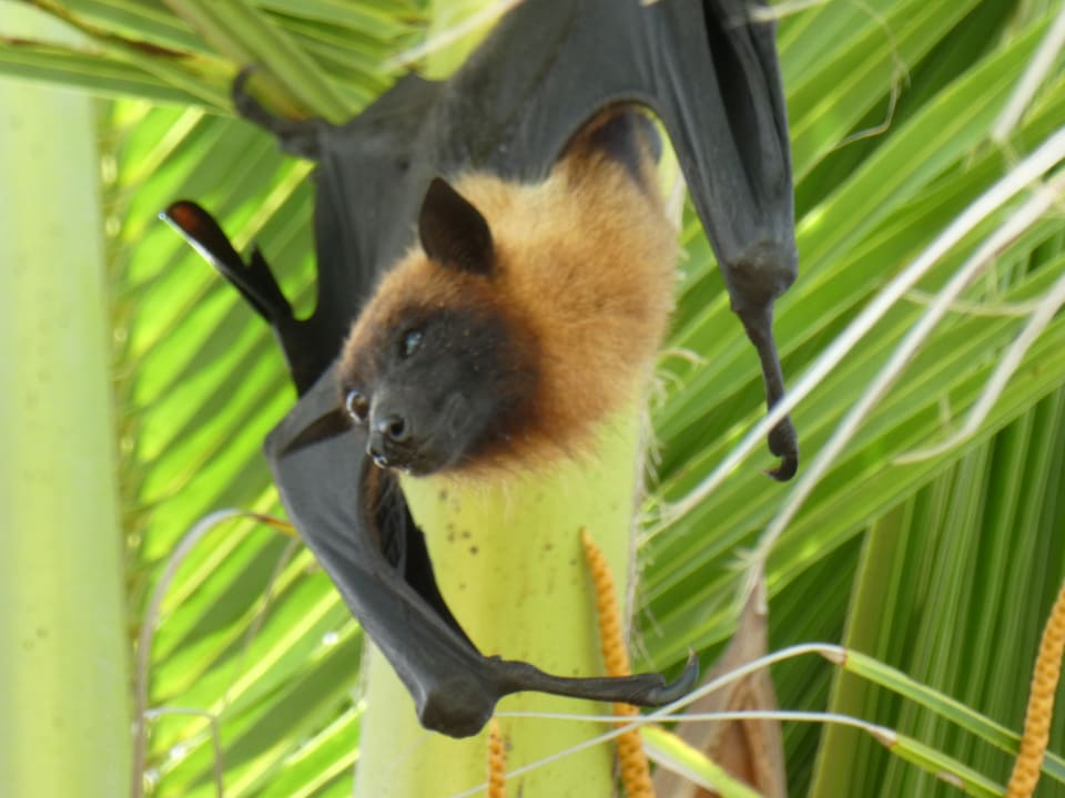 Gartenanlage Summer Island Maldives