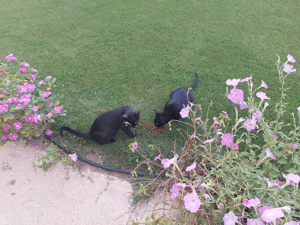 Sonstiges Stella Beach Resort & Spa Makadi Bay