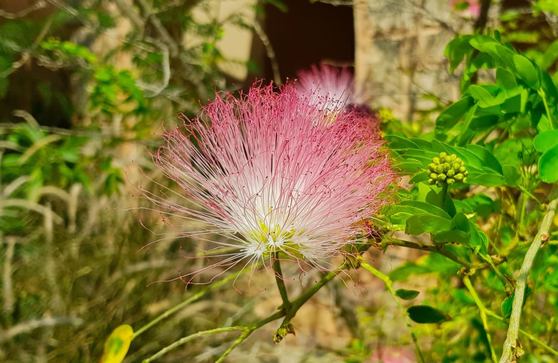 Gartenanlage Shams Alam Beach Resort