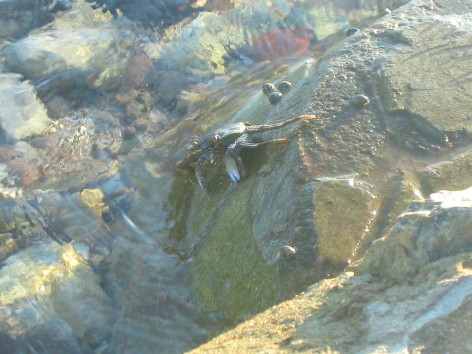 Ein kleiner Besucher am Strand  Beach Albatros Resort