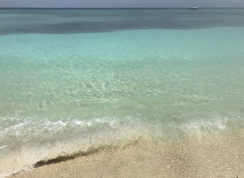 Gleich hinten bei dem Seegras sind die Schildkröte Kuredu Island Resort & Spa