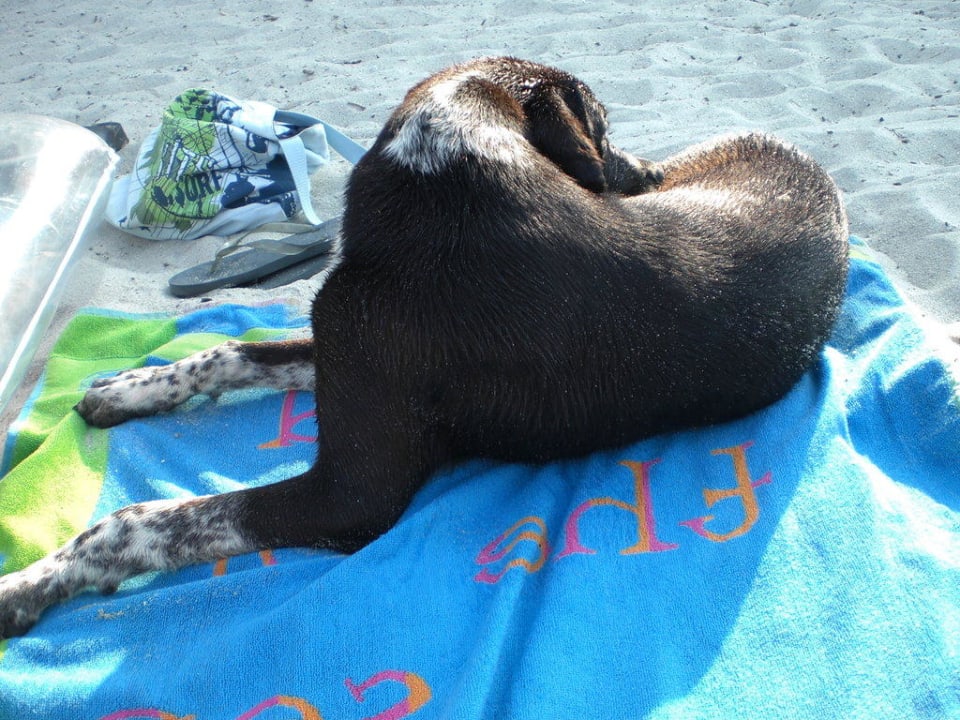 Hundebelagerung am Strand Ammon Zeus Luxury Beach Hotel