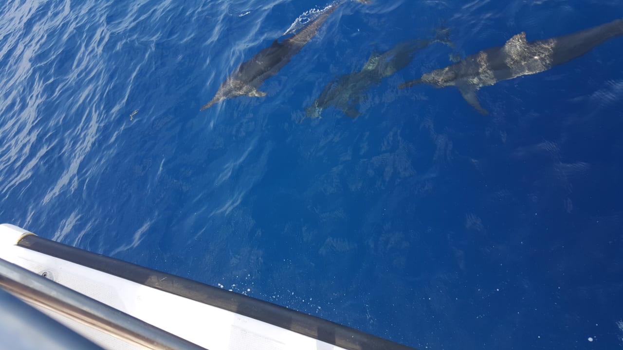 Delphine Kuredu Island Resort & Spa