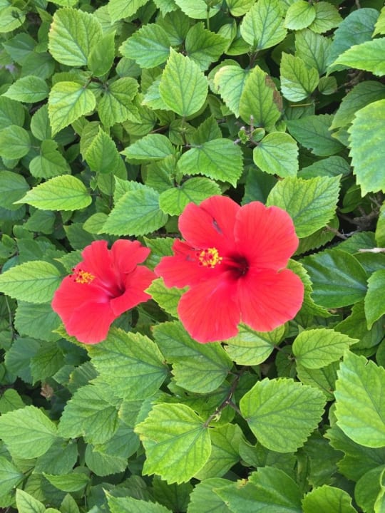 Gartenanlage Hotel Nissi Beach Resort
