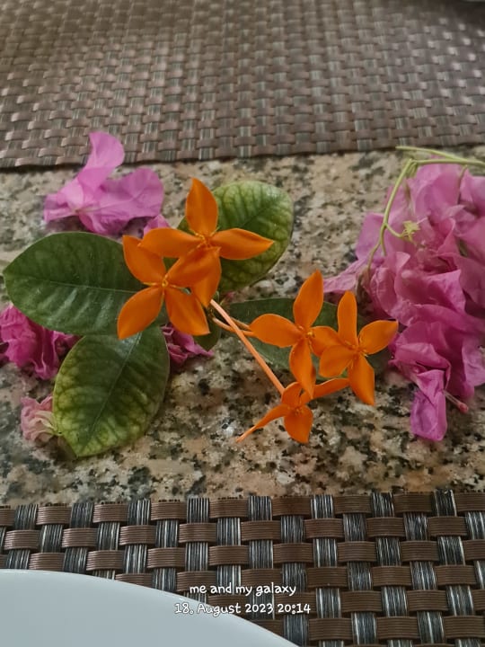 Gartenanlage Shams Safaga Resort