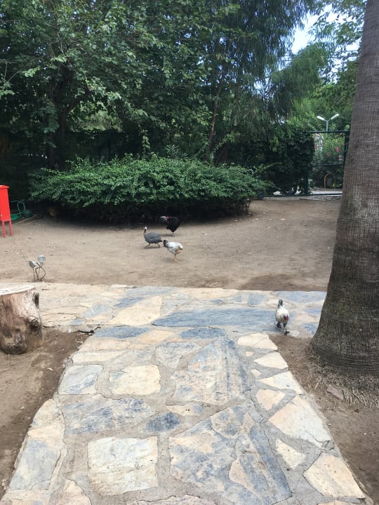 Gartenanlage TUI MAGIC LIFE Sarigerme
