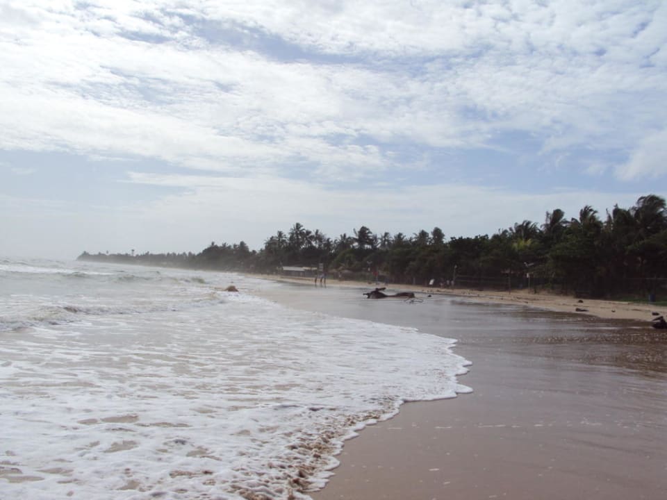 Weitläufiger Strand Occidental Eden Beruwala, a member of Barcelo Hotel Group