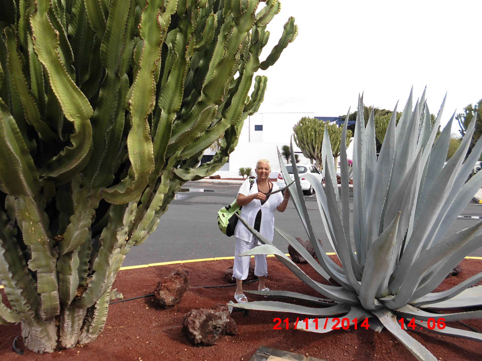 Cactus nel parcheggio Relaxia Olivina