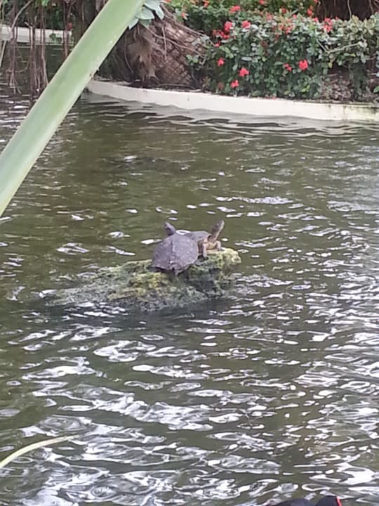 Gartenanlage Grand Palladium Select Bávaro Resort & Spa