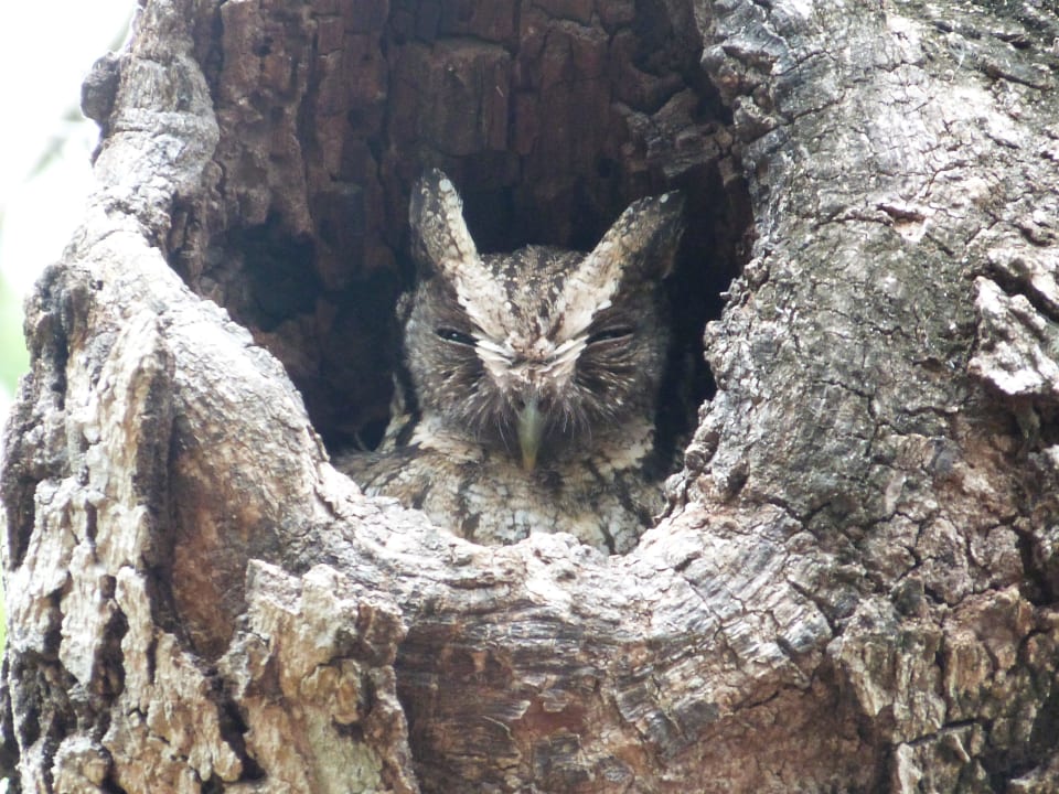 Owl on the bosque Pousada Canto no Bosque