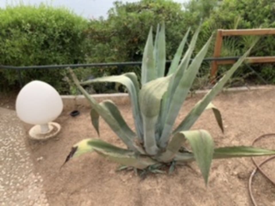 Außenansicht Hipotels Eurotel Punta Rotja Golf & Spa