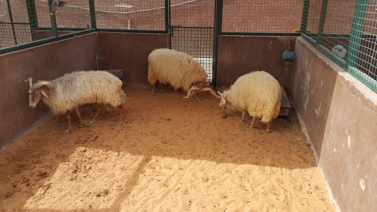 Zoo Hotel Emirates Park Resort