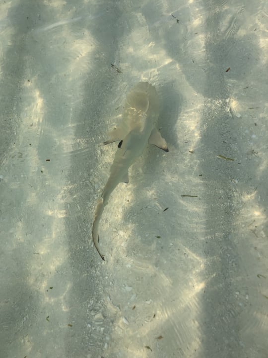 Strand Kuredu Island Resort & Spa