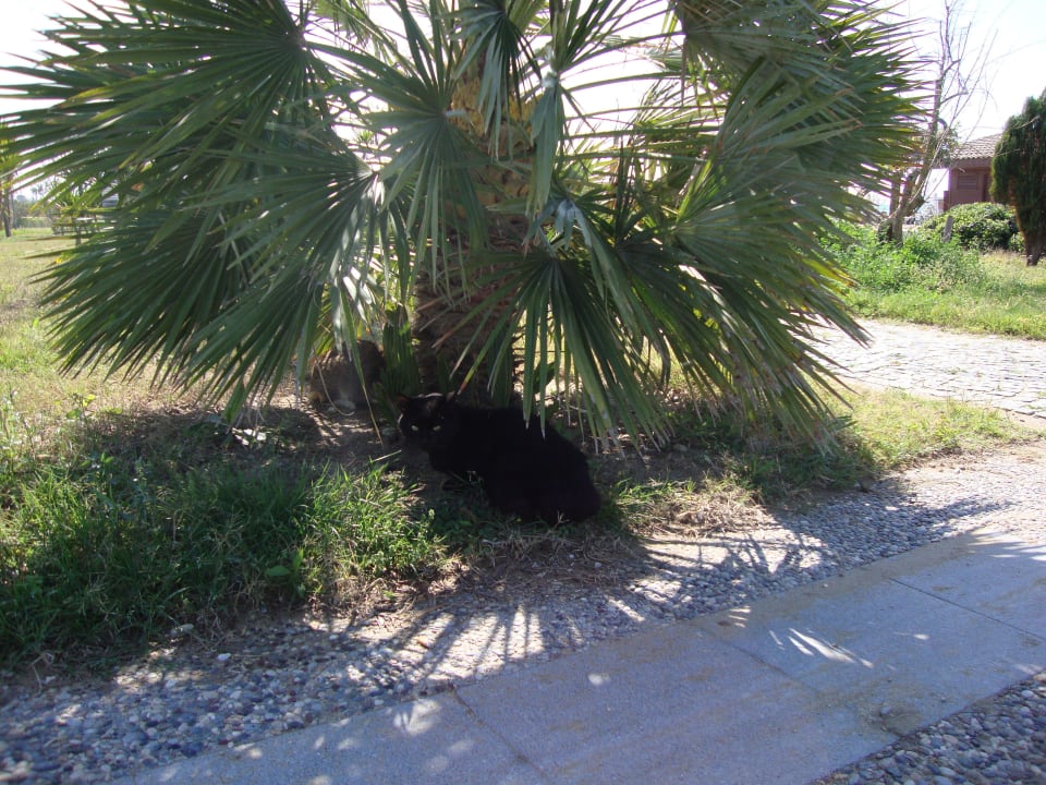 Promenaden Katze Sentido Trendy Verbena Beach