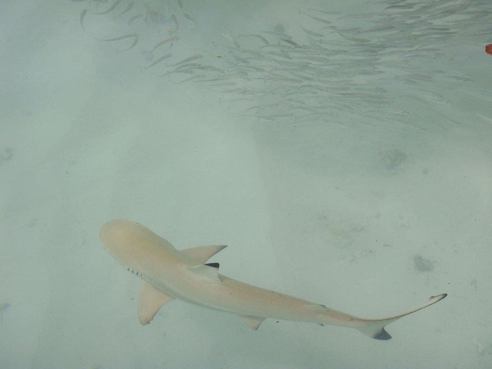 Haie am Strand Kuramathi Maldives