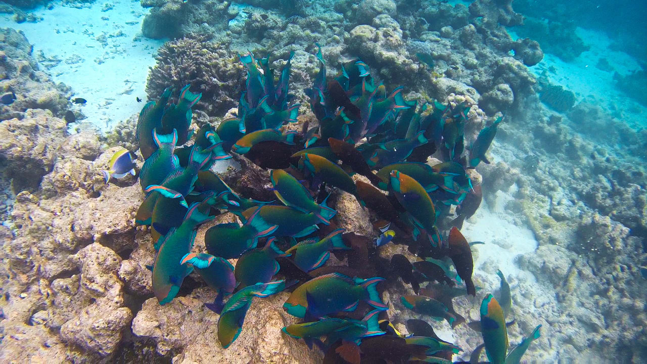 Sport & Freizeit Summer Island Maldives