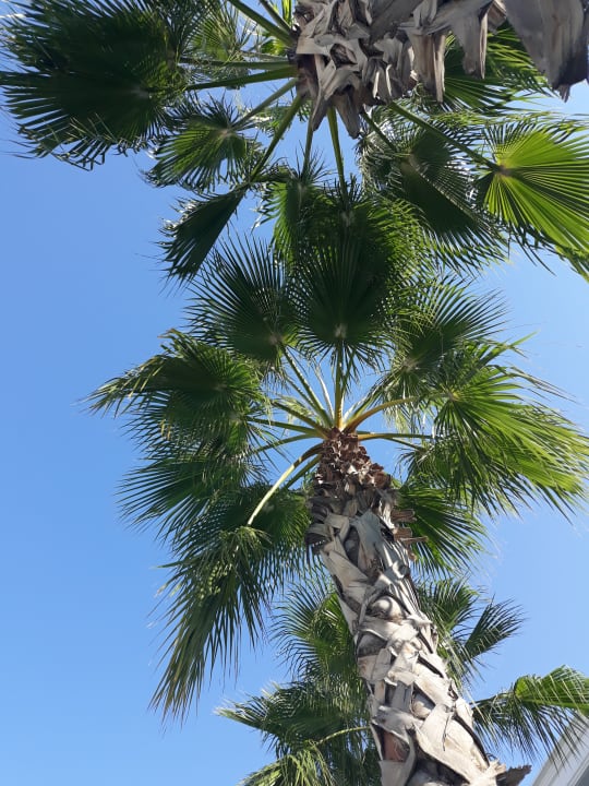 Gartenanlage Well Palace Side