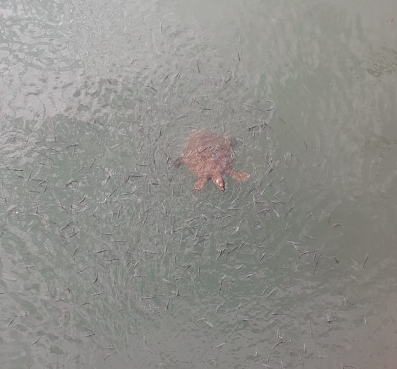 Sonstiges Aydinbey Kings Palace & Spa