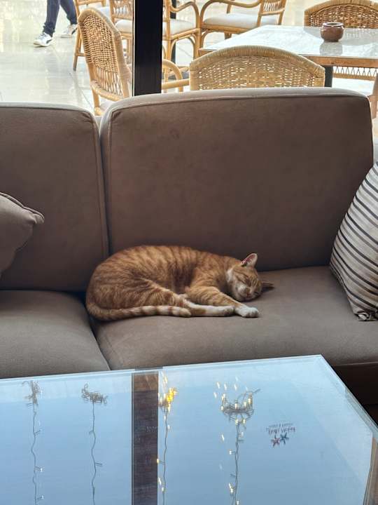 Lobby Stella Garden Resort & Spa, Makadi Bay