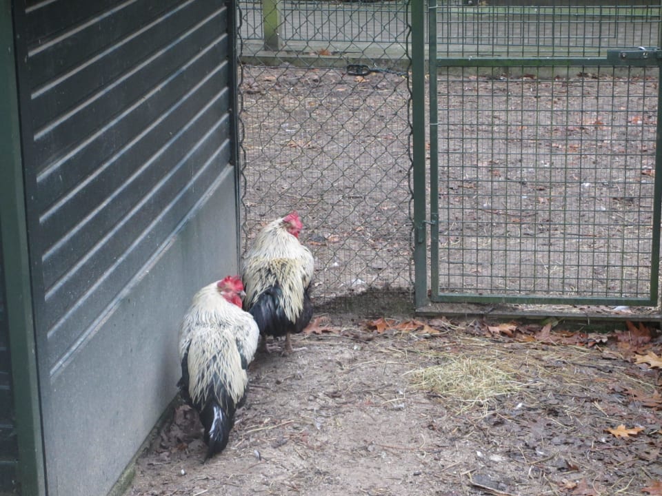 Kidnerbauernhof Ferienpark Landal De Lommerbergen