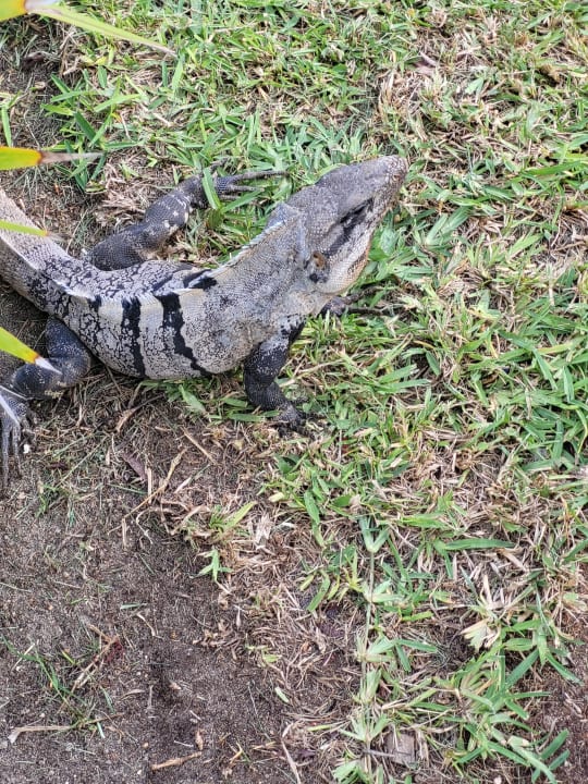 Gartenanlage Hotel Riu Dunamar
