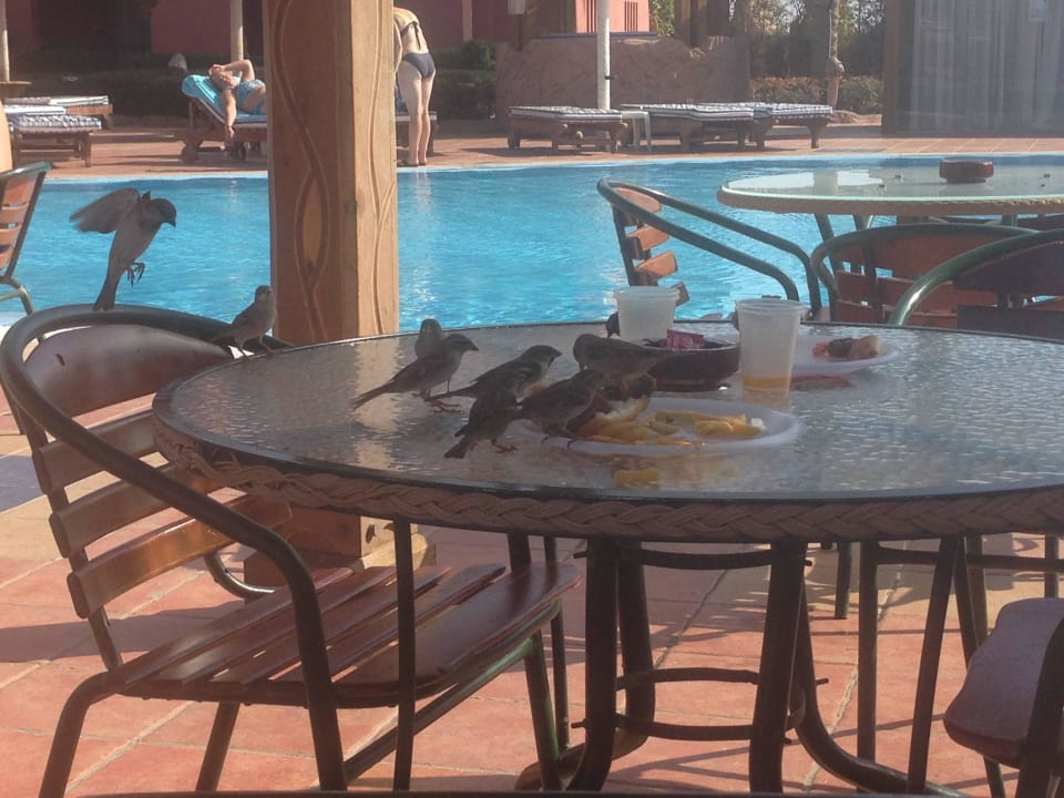 Poolbar Charmillion Sea Life Resort