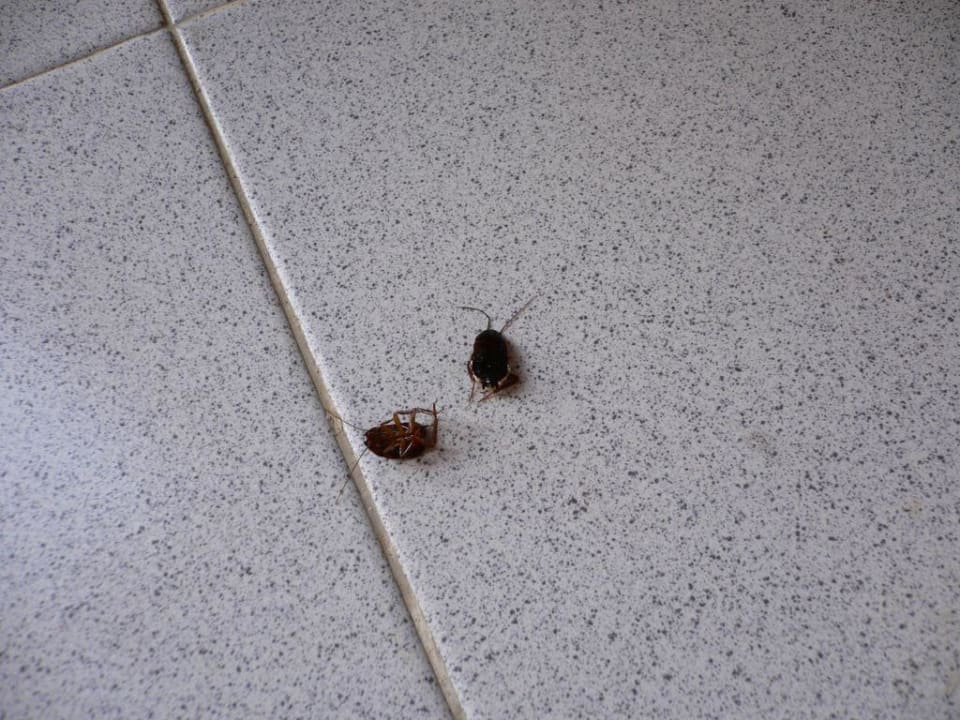 unsere "Gäste" Zafiro Bahia