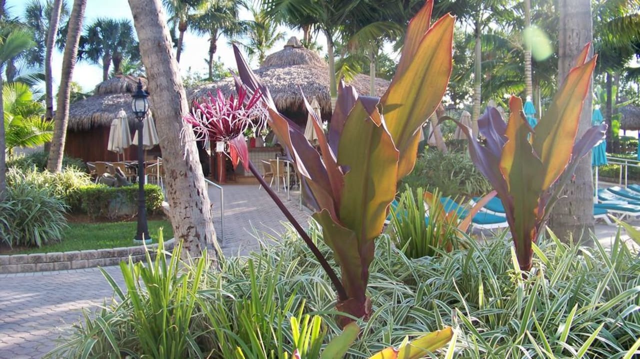 Blühende Pflanze Hotel Riu Plaza Miami Beach