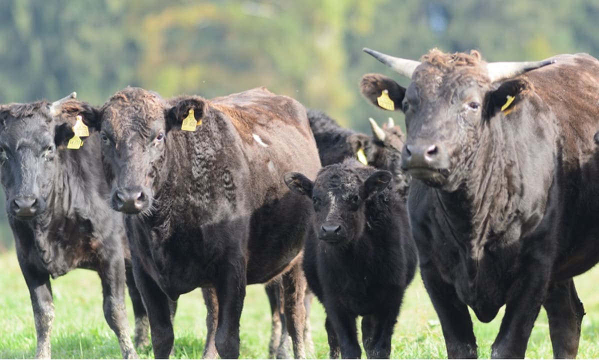 Sonstiges Hofgut Ratzenberg