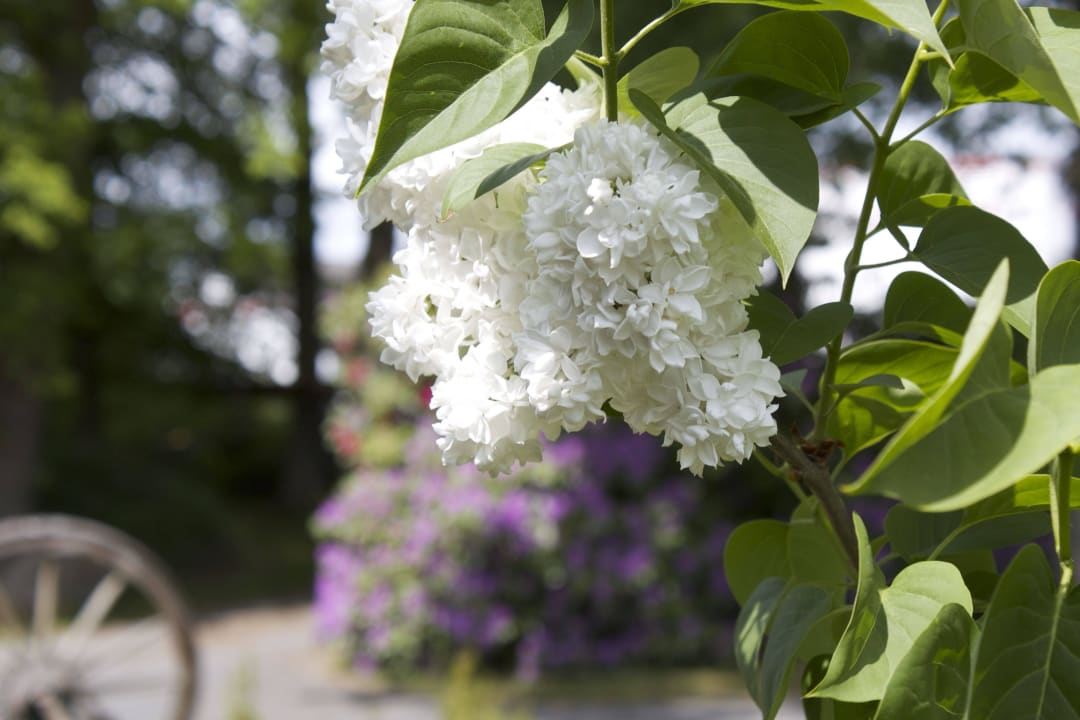 Blumen Ferienhaus Ostehof Weertzen