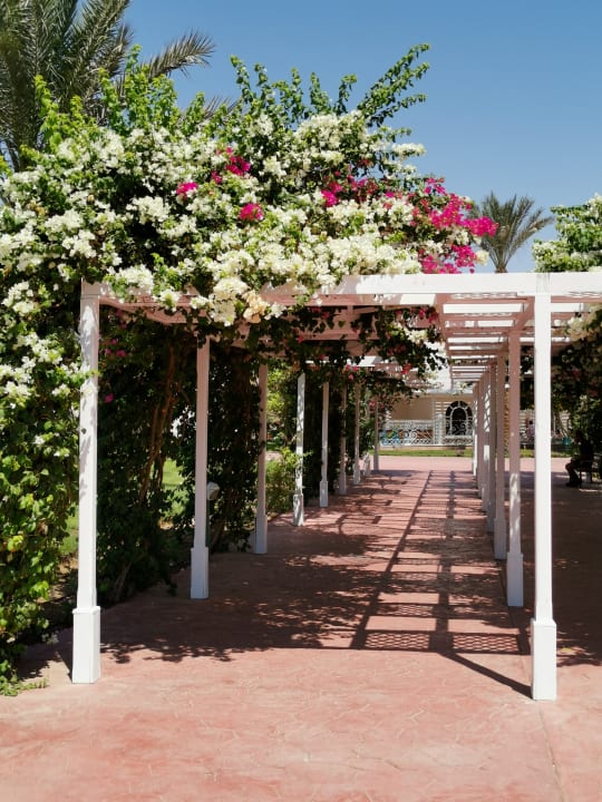 Gartenanlage Desert Rose