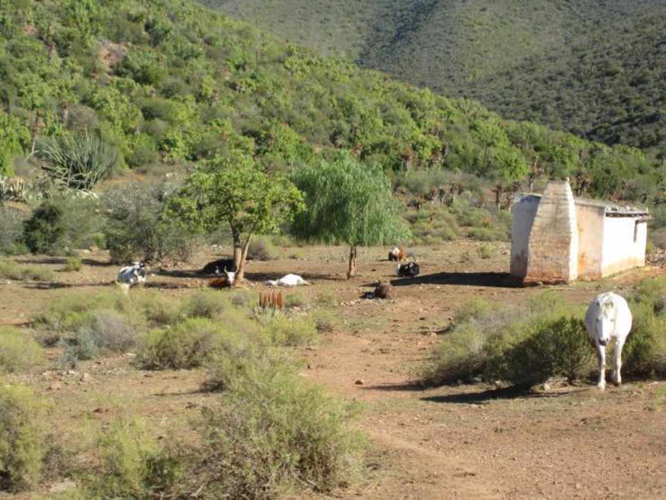 Natur und Pferde Montana Guestfarm