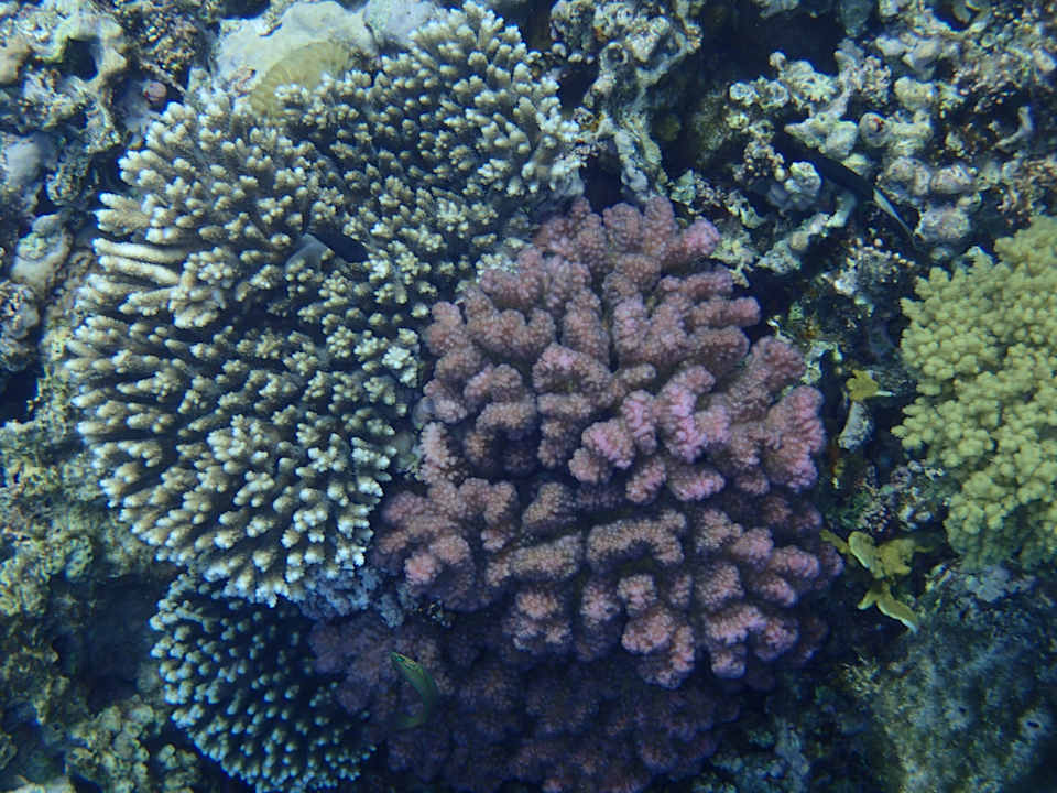 Strand Albatros Makadi Resort