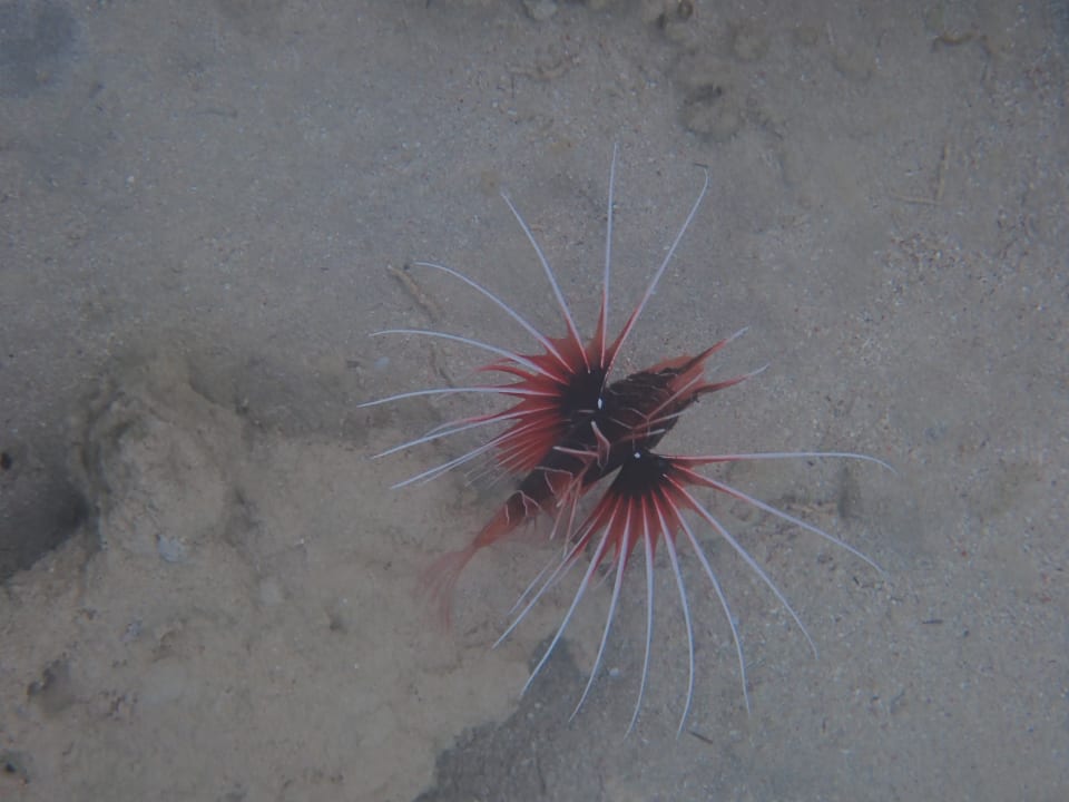 Strand Makadi Spa - Adults only