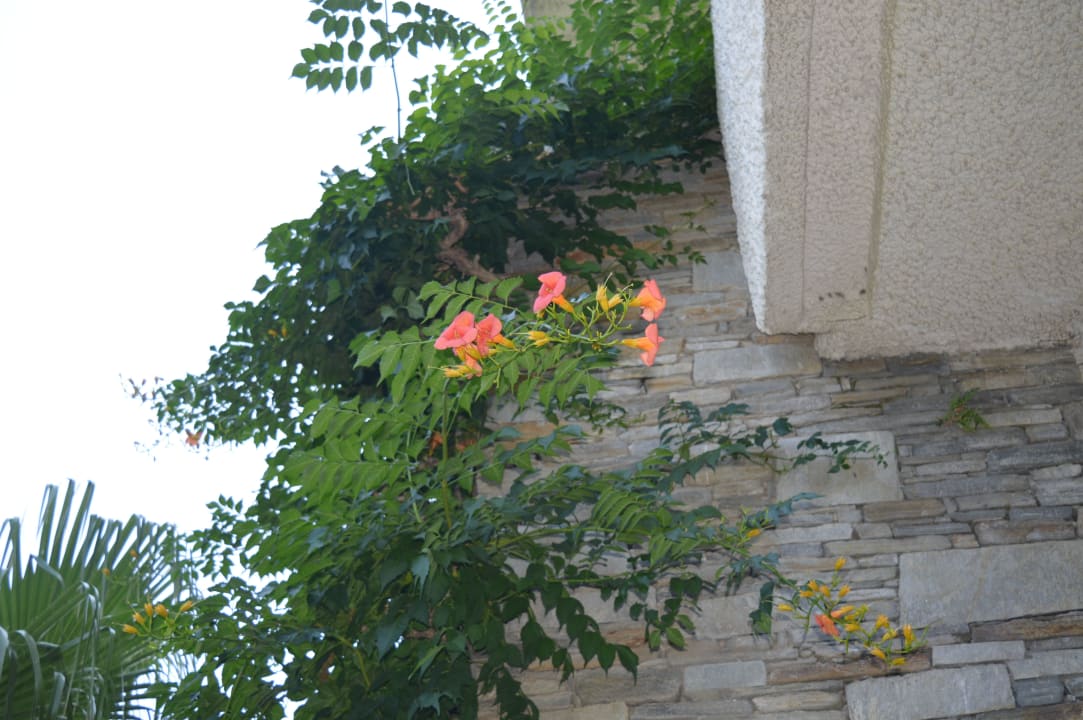 Kwiaty Hotel Athos Palace