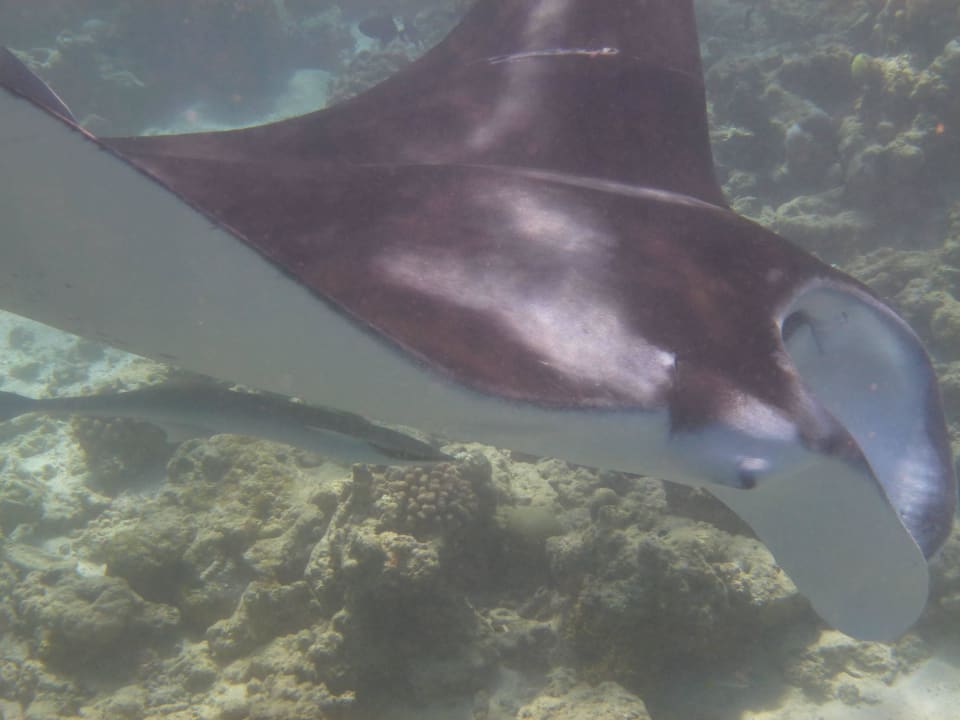 Besuch beim Schnorcheln am Hausriff NH Collection Maldives Reethi Resort