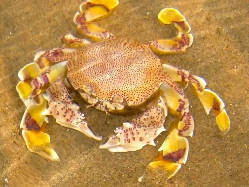 Am Strand gesehen Lahami Bay Beach Resort