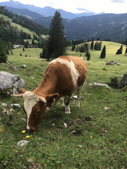 Ausblick Hotel Ferienparadies Lerch