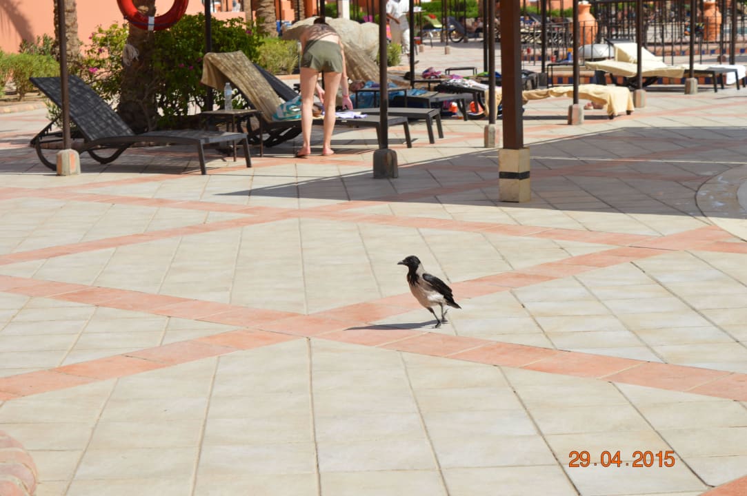 Местные птицы  Jaz Makadi Oasis Resort