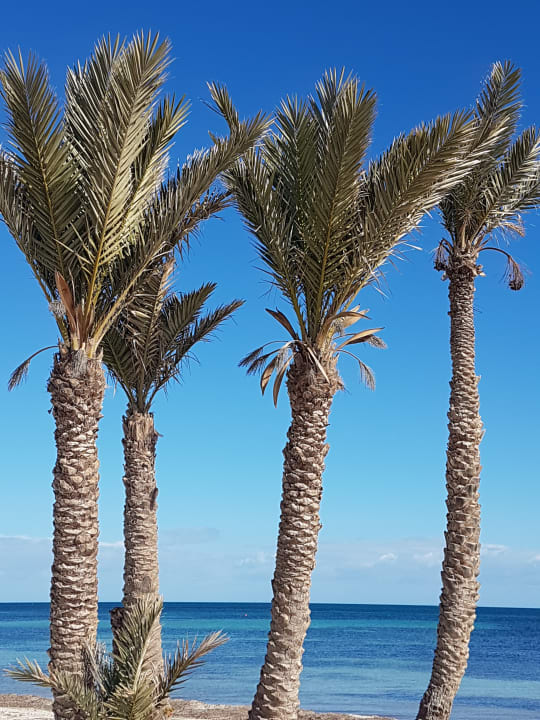 Lobby Hotel El Mouradi Djerba Menzel