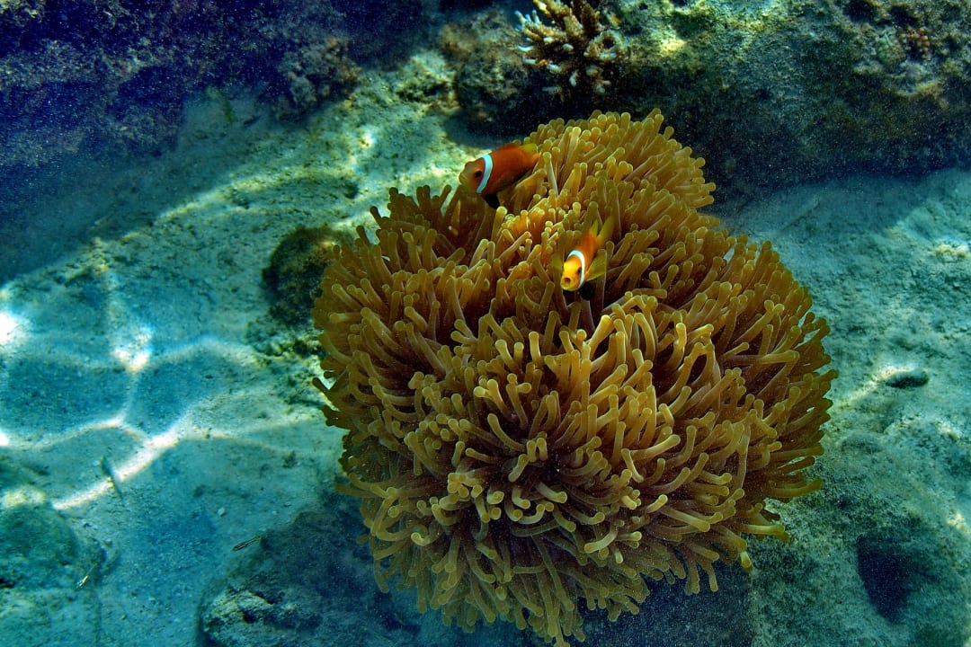 Sport & Freizeit Summer Island Maldives