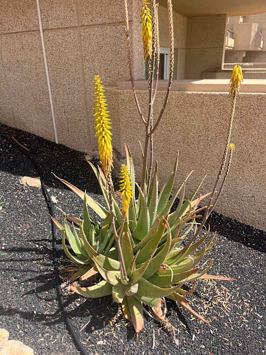 Außenansicht SBH Hotel Taro Beach
