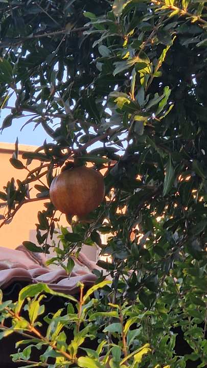 Gartenanlage Özlem Garden Hotel