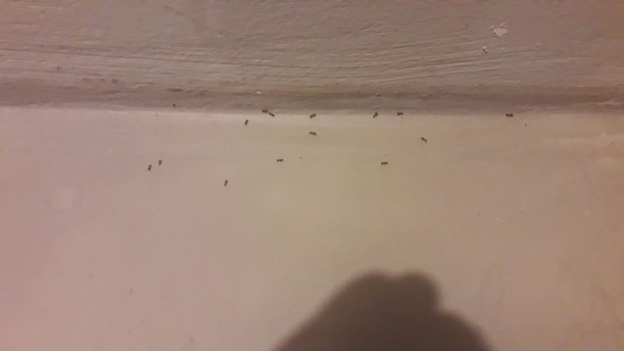 Sonstiges Cook's Club Sunny Beach