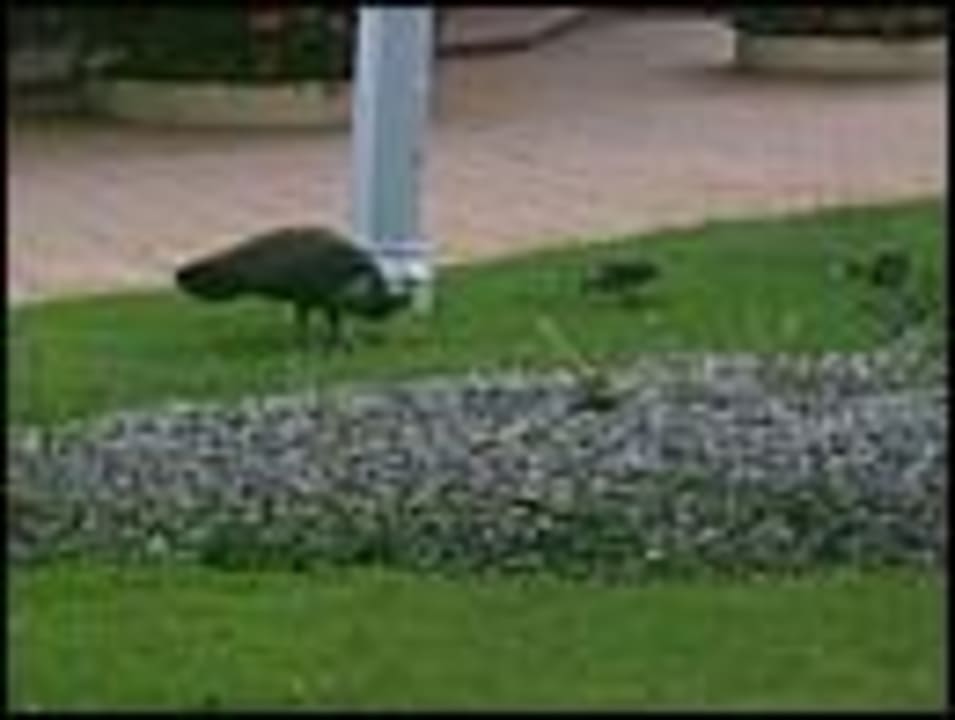 Pfaue Vista Sol Punta Cana