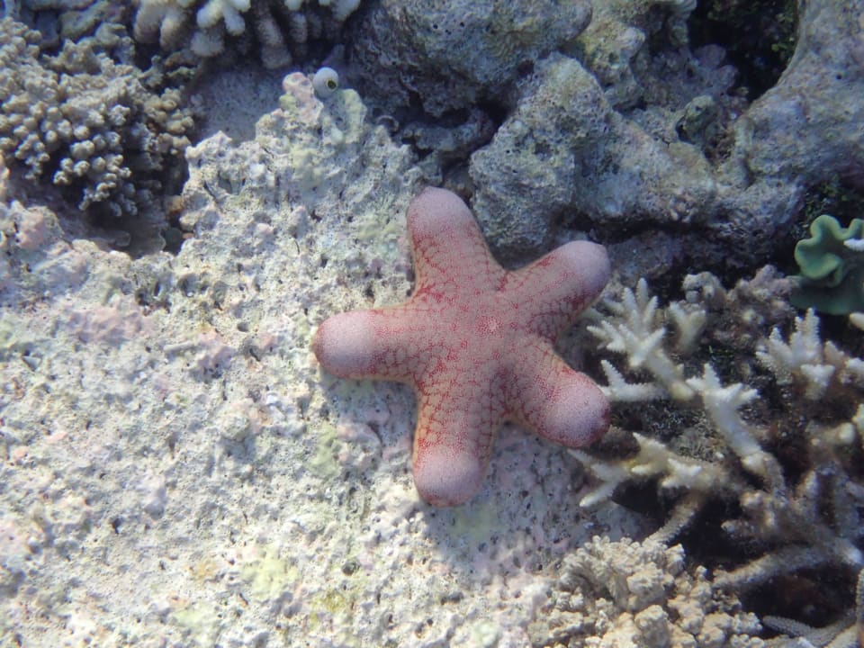 Seestern ananea Diamonds Athuruga